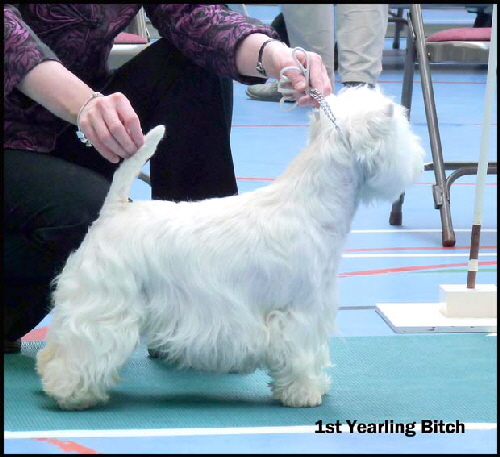 1st Yearling Bitchweb1 1st Yearling Bitchweb1