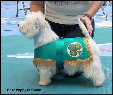 Best Puppy In Showjacketweb Best Puppy In Showjacketweb