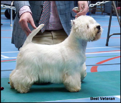 Best Veterawebn Best Veterawebn