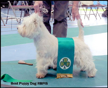 Reserve Best Puppy In Showweb Reserve Best Puppy In Showweb