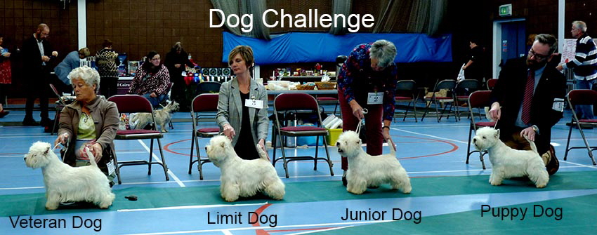 Dog Challenge Dog Challenge