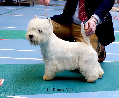 Puppy Dog Puppy Dog