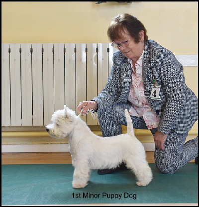 1st Minor Puppy Dog web2 1st Minor Puppy Dog web2