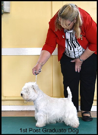 1st Post Graduate Dog web 1st Post Graduate Dog web