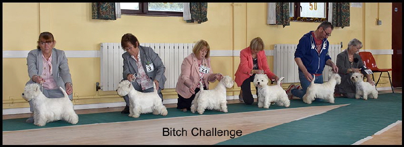 Bitch Challenge web Bitch Challenge web