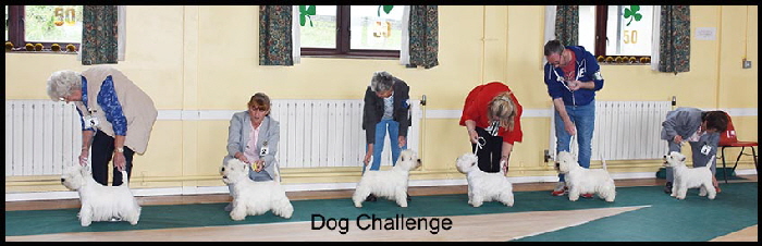 Dog Challenge web Dog Challenge web