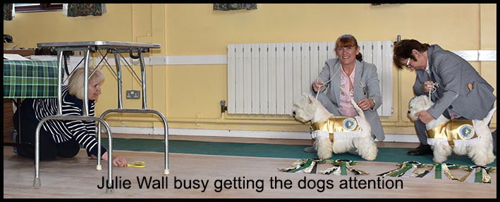 Julie getting the dogs attention web Julie getting the dogs attention web
