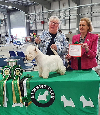Dcc & B I S and Best Irish bred, Duncabury Hear the Boss via Havasu Dcc & B I S and Best Irish bred, Duncabury Hear the Boss via Havasu